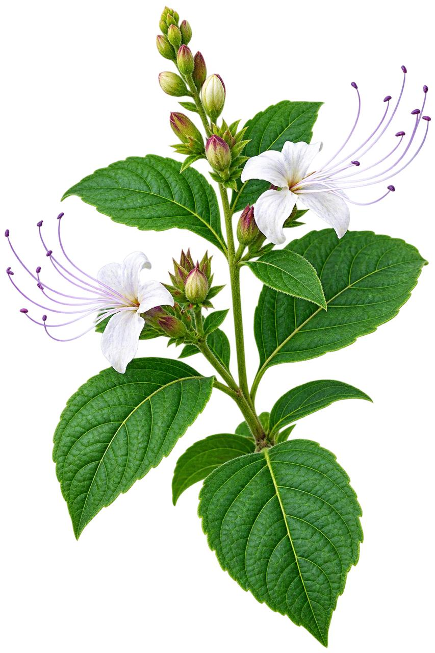 Seendhadumpaavai